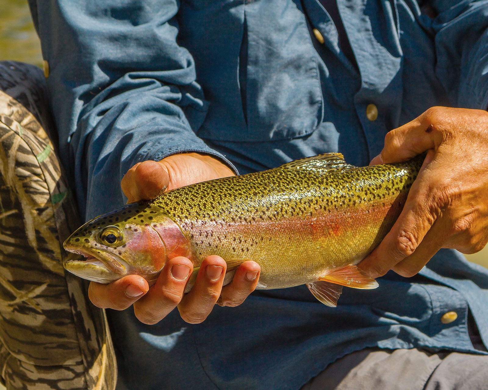 Clark Fork River - trout