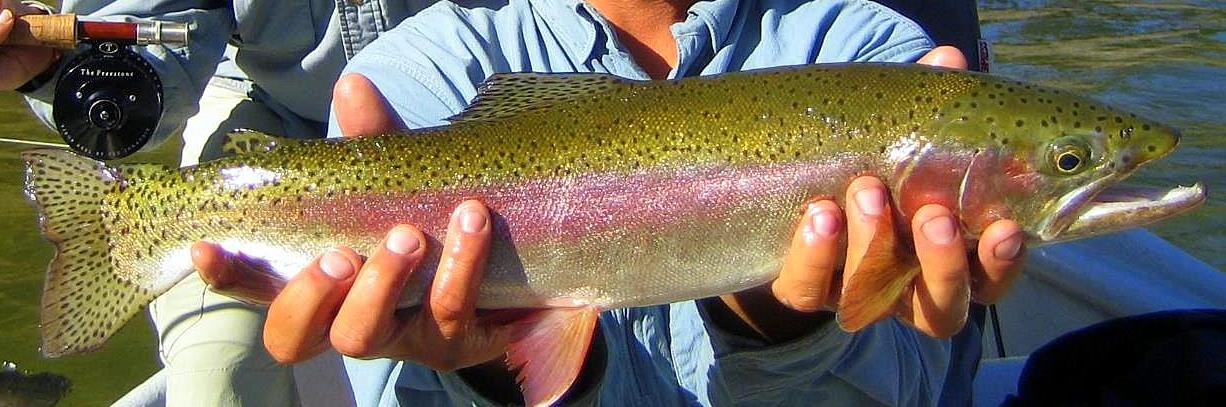 Trout from the Clark Fork River