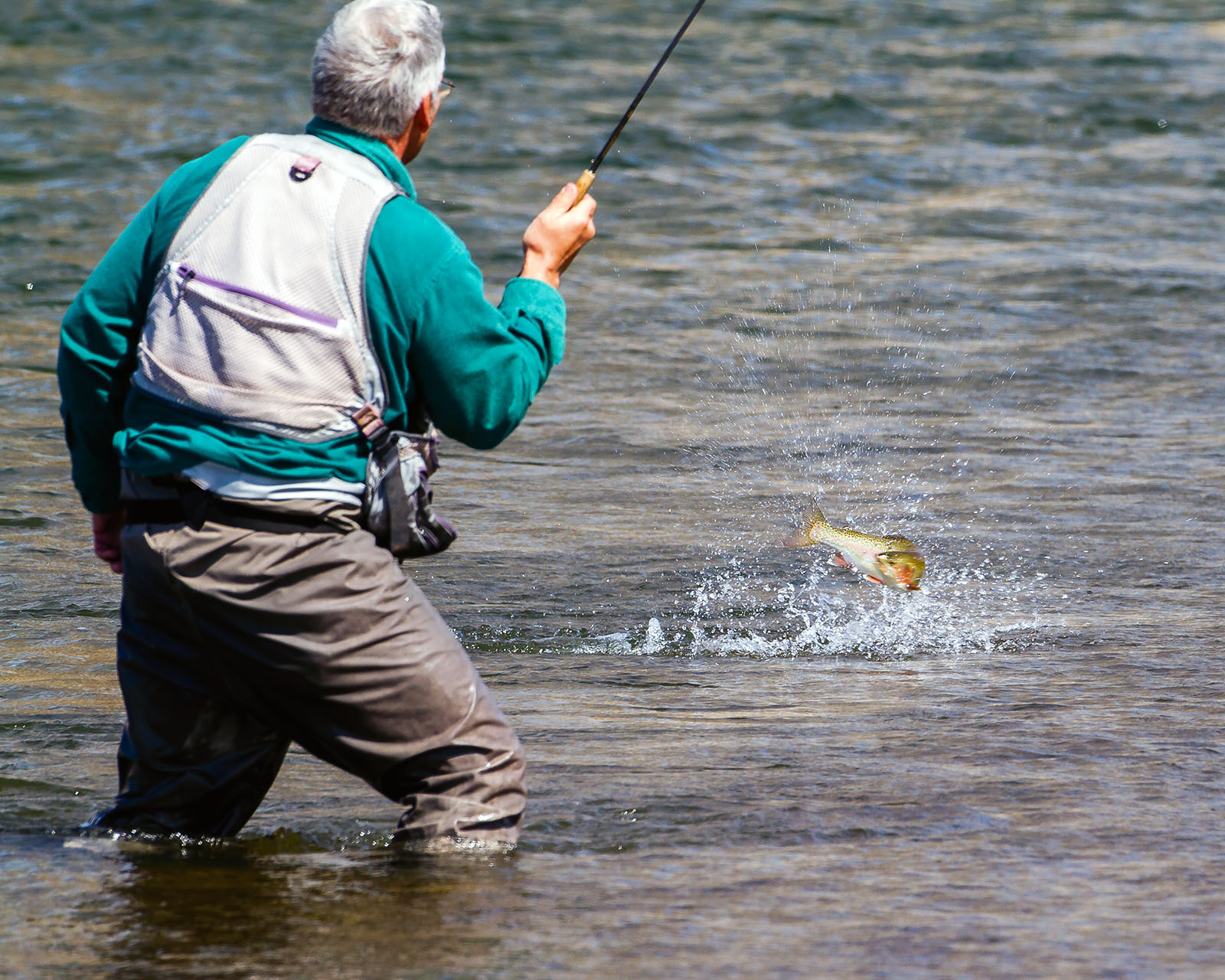 Jack playing a cutthroat trout