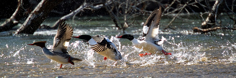 Mergnasers taking flight