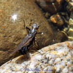 Skwala Stonefly