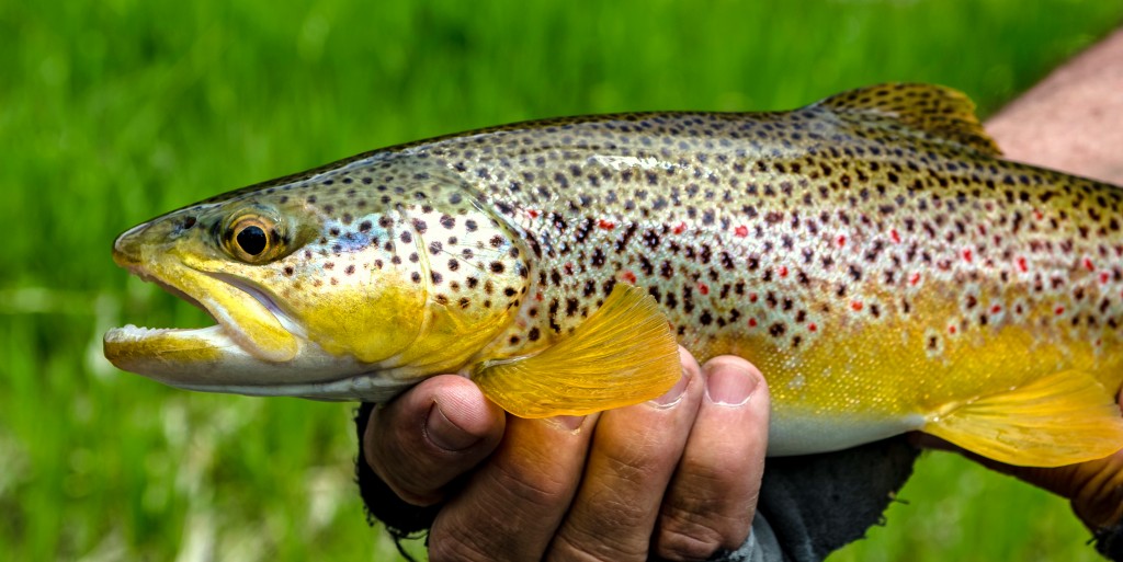 Brown Trout (Salmo trutta), non-native trout from the East Fork of the Bitterroot River May 2016 IMG_0340