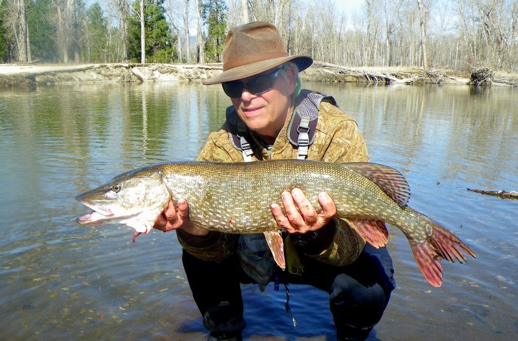 Northern Pike from the lower Bitterroot River