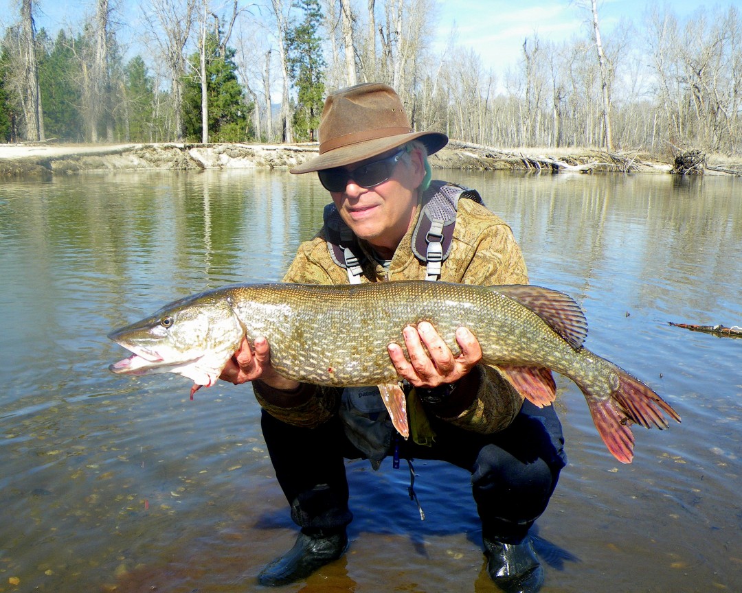 Northern Pike from the lower Bitterroot River A Montana Fly Fishing